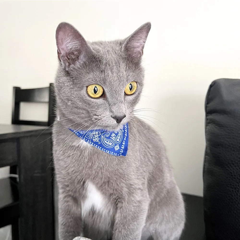 Adjustable Pet Bandana β Cute Print & Comfort