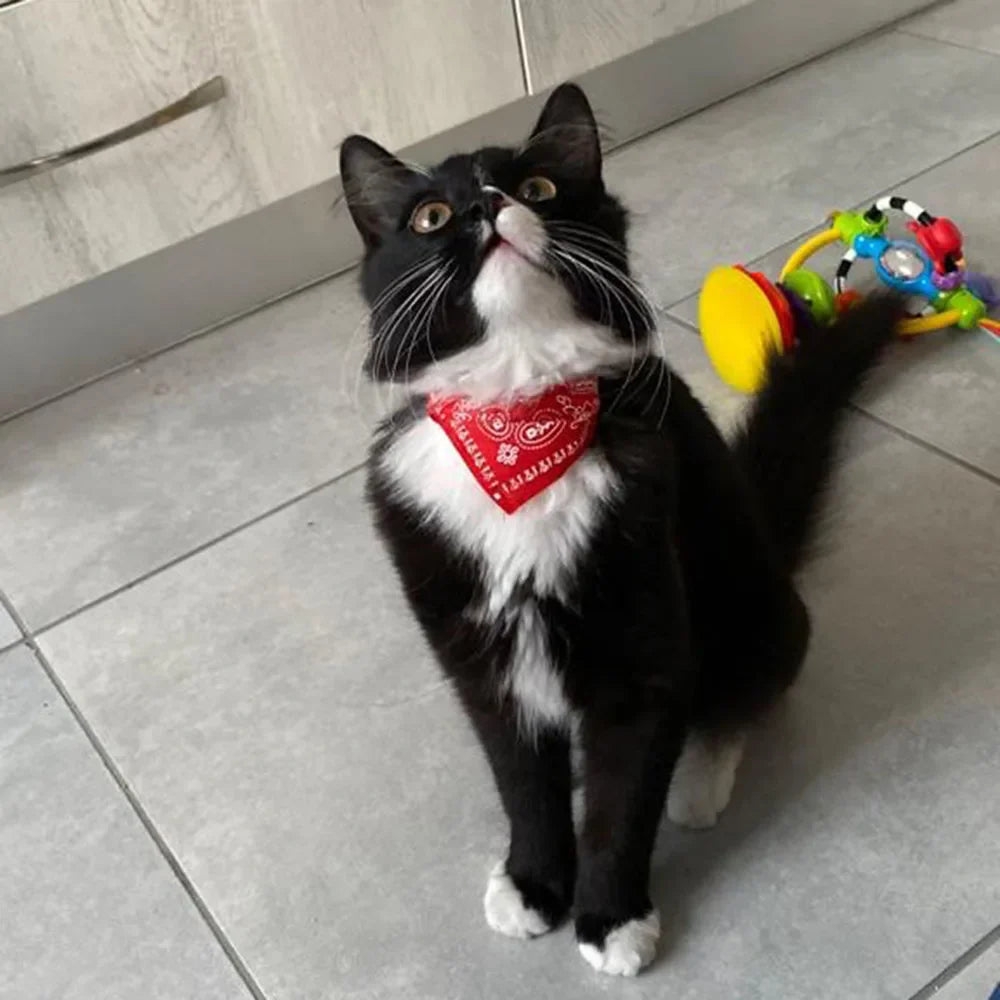 Adjustable Pet Bandana β Cute Print & Comfort